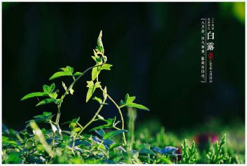 白露节气养生方法大全